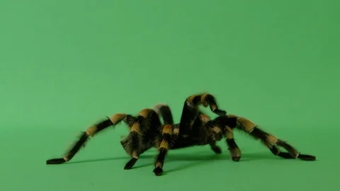 Tarantula Spider On Green Screen Crawling Alive 8 Stock Footage 78321862