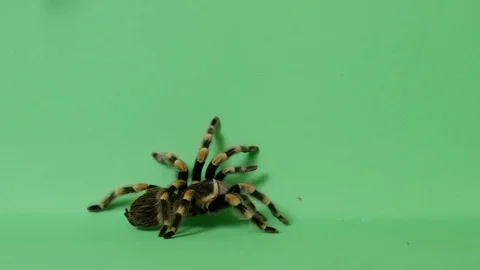 Tarantula Spider On Green Screen Crawling Alive 6 Stock Footage 78322302