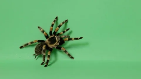 Tarantula Spider On Green Screen Crawling Alive 5 Stockbeeldmateriaal 78322765