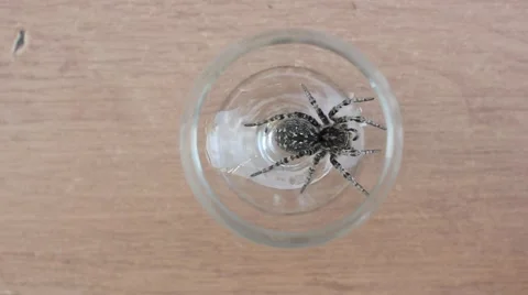 A tarantula spider (insect) Video stock 40392367