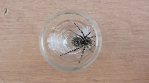 A tarantula spider (insect) Stock-Footage 40392409