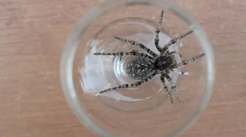 A tarantula spider (insect) Stock-Footage 40392450