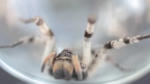 A tarantula spider (insect) Stock-Footage 40392509