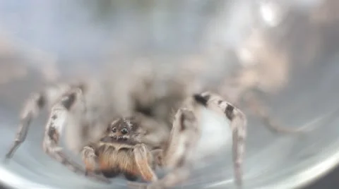 A tarantula spider (insect) Stock-Footage 40392578