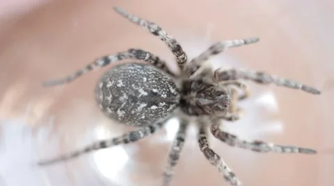 A tarantula spider (insect) Stock-Footage 40392671