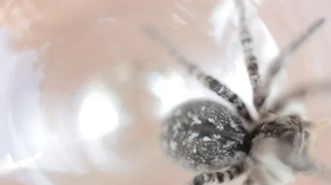 A tarantula spider (insect) Stock-Footage 40392708