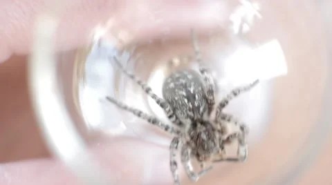 A tarantula spider (insect) Stock-Footage 40392761