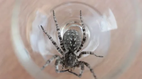 A tarantula spider (insect) Stock-Footage 40392769