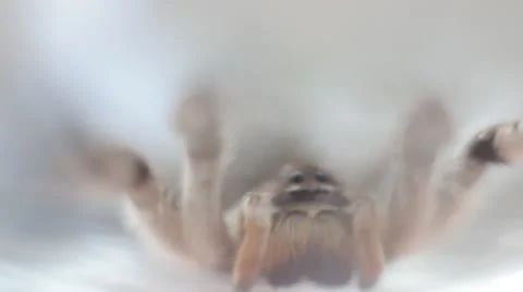 A tarantula spider (insect) Video stock 40392829