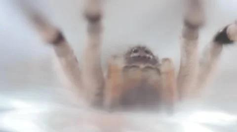A tarantula spider (insect) Stock-Footage 40392841