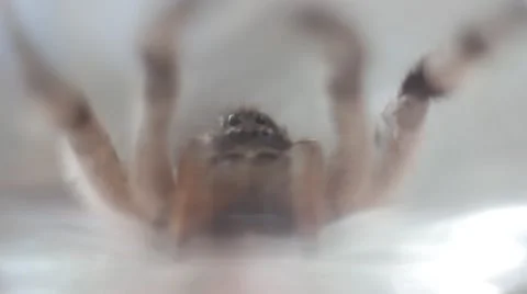 A tarantula spider (insect) Stock-Footage 40394916