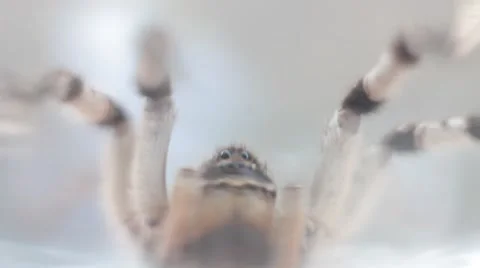 A tarantula spider (insect) Stock-Footage 40398489