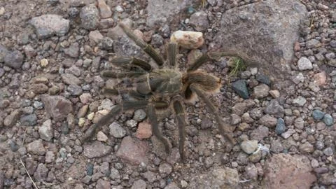 Tarantula spider in its environment Stock Photos