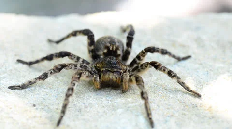 Tarantula spider macro Vídeos de archivo 25302862