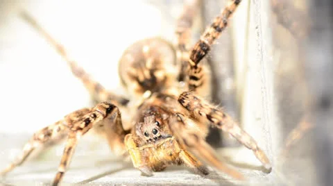 Tarantula spider macro Stock Footage 25302864