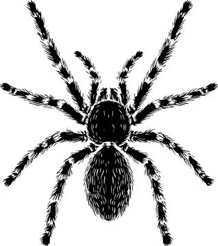 Tarantula spider, minimal simple vector illustration イラスト素材