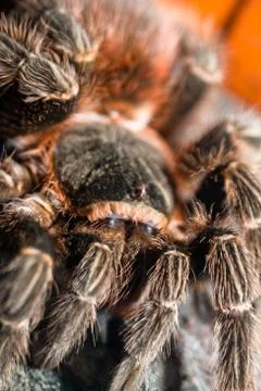 Tarantula spider Stock Photos