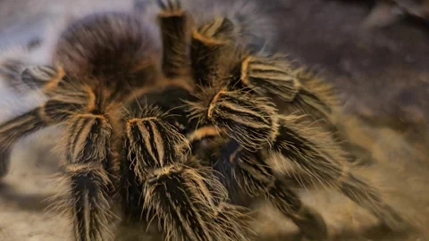 A tarantula spider relaxing Stock Footage 261432884