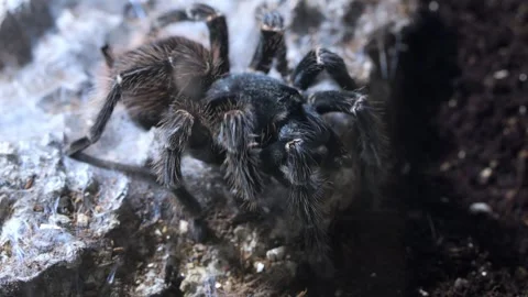 Tarantula spider on rocky surface in dim light setting Stock Footage 346382064