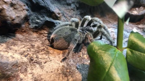 Spider  San Diego Zoo Animals & Plants