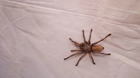 Tarantula spider. spider isolated. spider on white background. arthropods Stock Footage 141725192