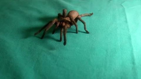 Tarantula spider. tarantula spider isolated tarantula spider on green background Stock Footage 141605699