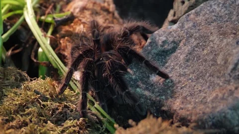 Tarantula Spider (Theraphosidae) crawling on rock close-up Stock Footage 345266931
