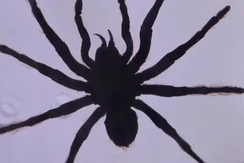 A tarantula spider viewed from below, creating a dramatic contrast Stock Photos