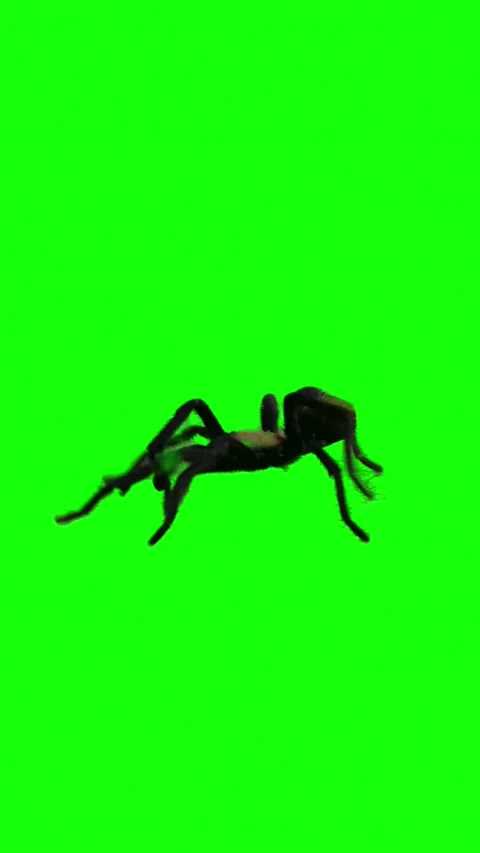 Tarantula Spider Walking on Green Screen Chroma Key Stock Footage 337803090