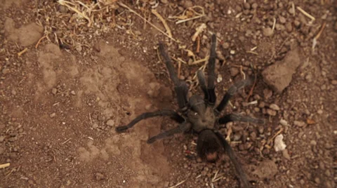 Tarantula In Super Slow Motion 3 Stock Footage 30462517