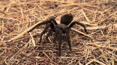 Tarantula In Super Slow Motion 4 Stock Footage 30462541