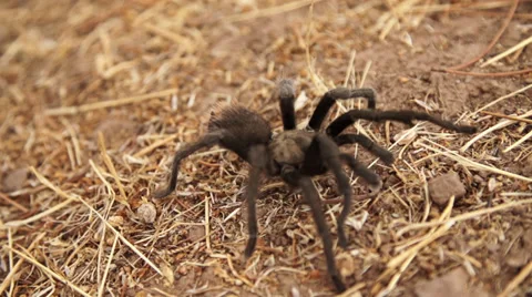 Tarantula In Super Slow Motion 5 Video stock 30462559