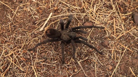 Tarantula In Super Slow Motion 6 Stock Footage 30462573