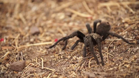 Tarantula In Super Slow Motion Stock Footage 30462292