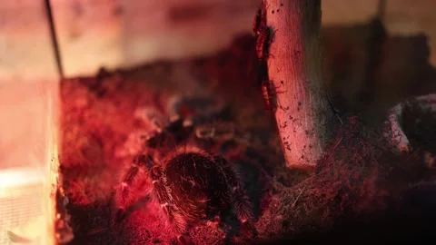 Tarantula in terrarium with feeder insects Stock Footage 332146525