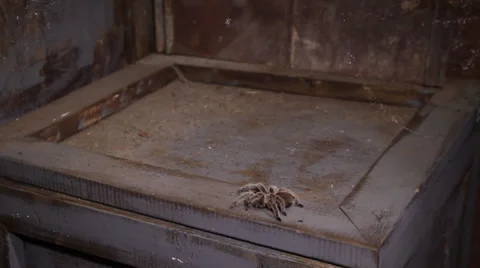 Tarantula on top of wood 库存影片 35258228