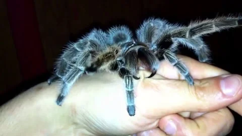 Tarantula tries to bite hand Video stock 272942696