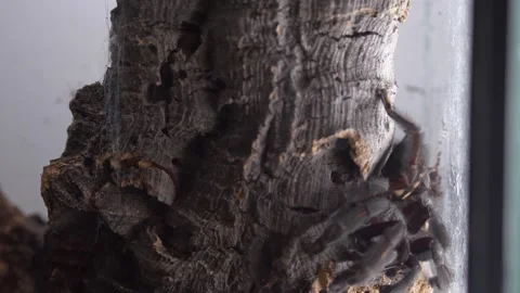Tarantula Venezuelan Suntiger aggressive attack on cricket close up Stock Footage 265254844