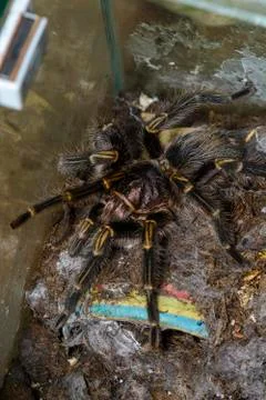 Tarantula waiting Stock Photos