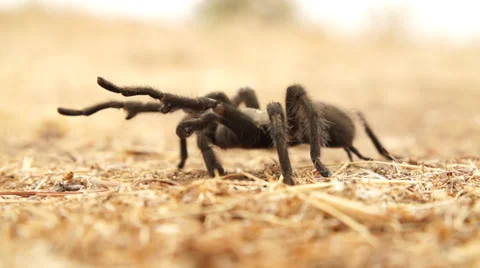 Tarantula Walking in 240fps Stock Footage 30473588