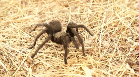 Tarantula Walking 240fps Stock Footage 30473722