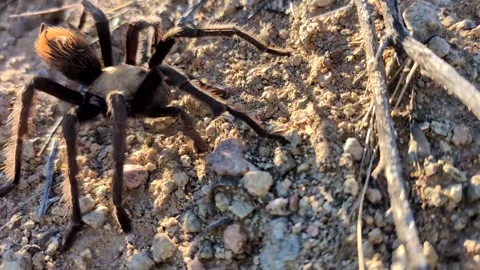 Tarantula Walking Across Sonoran Desert in Arizona Stock Footage 337792485