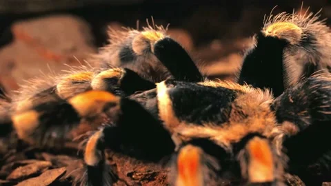 Tarantula walking, close up Video stock 210074990