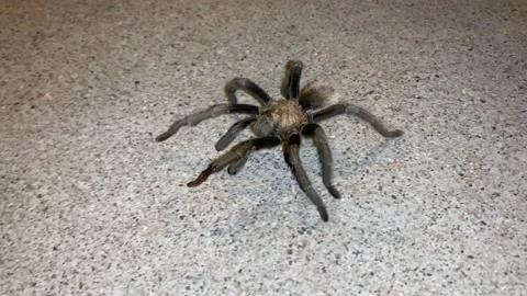 Tarantula walking in the desert Stock Footage 171895256