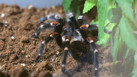 Tarantula walking on earth beside vegetation Stock Footage 346290883