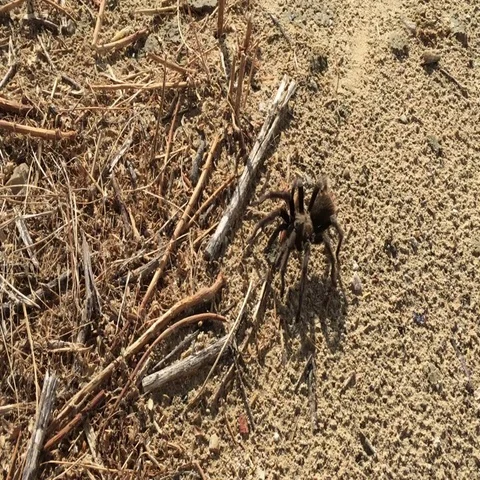 Tarantula walking Video stock 69520821