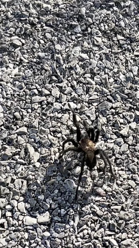 Tarantula Walking on Ground – Vertical Overhead Close-Up Spider Footage Stock Footage 334122126