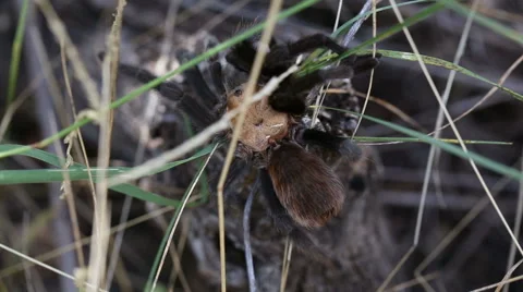 Tarantula Walking Over Brush Video stock 60216573