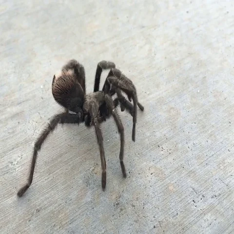 Tarantula walking over concrete  Video stock 69532042