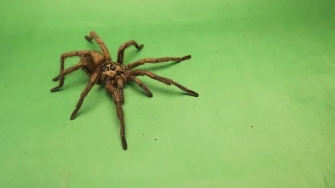 Tarantula walks, spider on green background. Female wild tarantula isolated. Bug Stock Footage 208952685